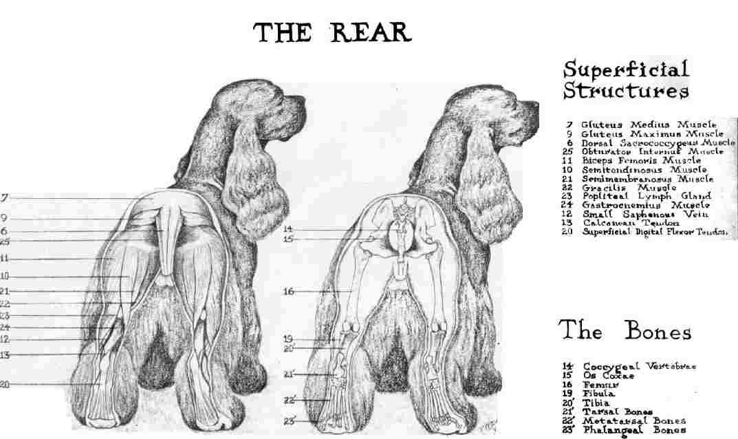 cocker_rear.jpg