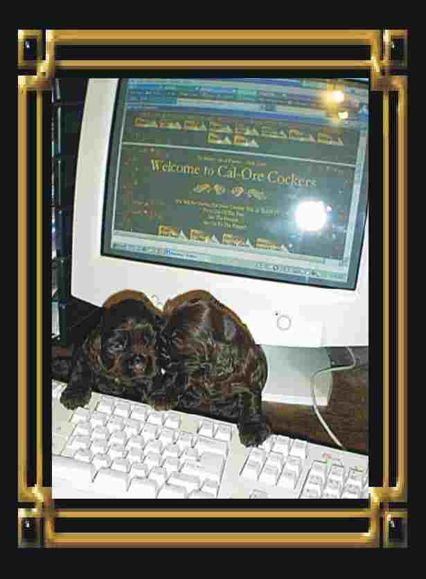 computer_puppies.jpg