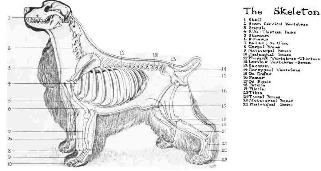 cocker-skeleton.jpg